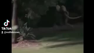 Reptilian Footage