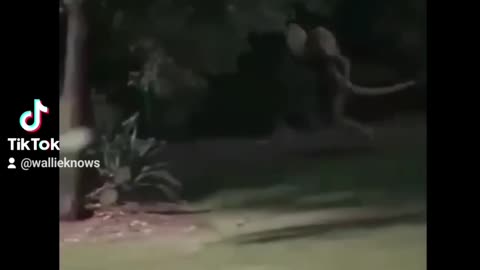 Reptilian Footage