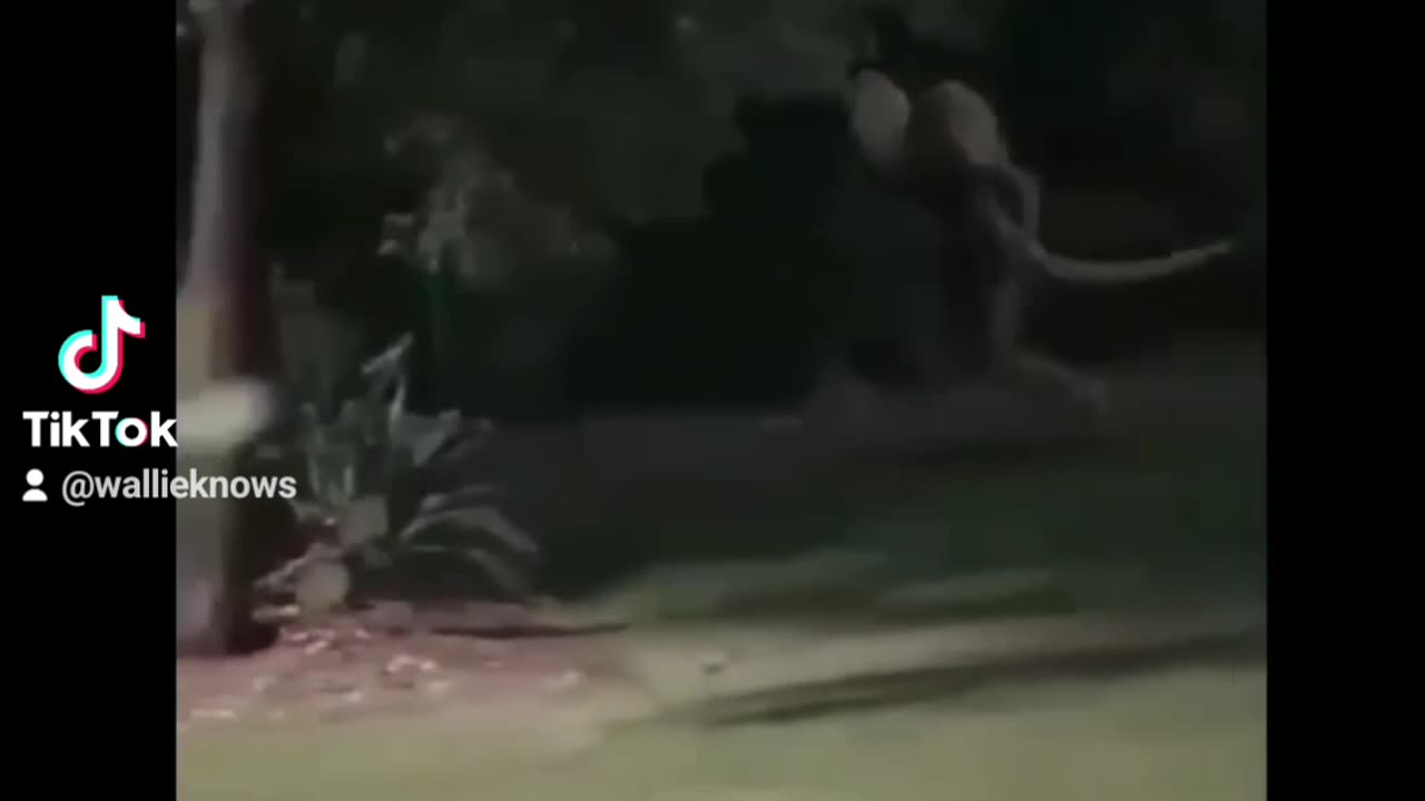 Reptilian Footage