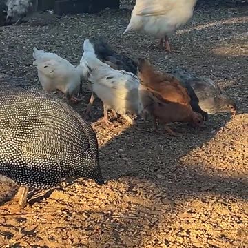 Baby Chickens are learning to be Real Chickens