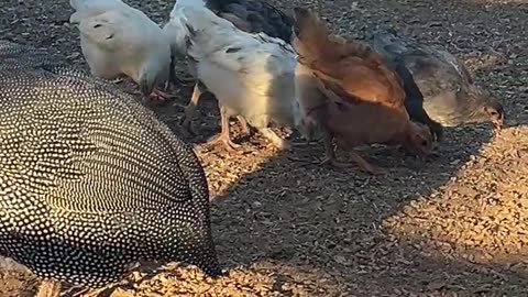 Baby Chickens are learning to be Real Chickens
