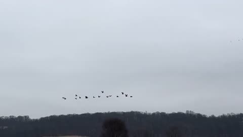 Millions and Millions of Migrations Birds