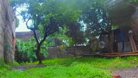 Todo el día lluvia sin parar - Los perritos bajo agua - Tacuarembó 07/11/2025