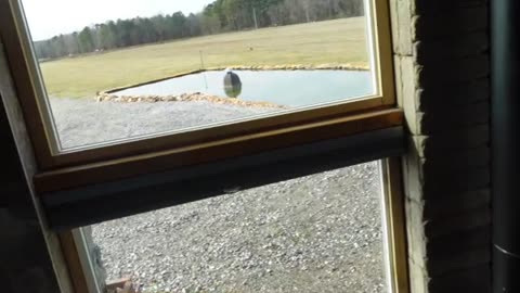 Do Music Box Birds Have Talons?