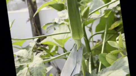 Fresh Harvest from My Terrace Garden