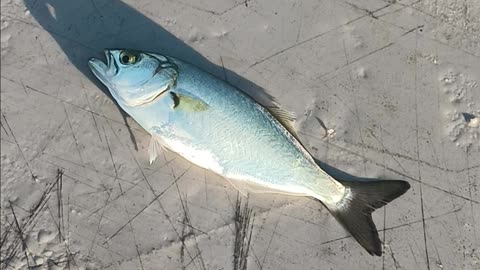 Snapper on sabitiki rig