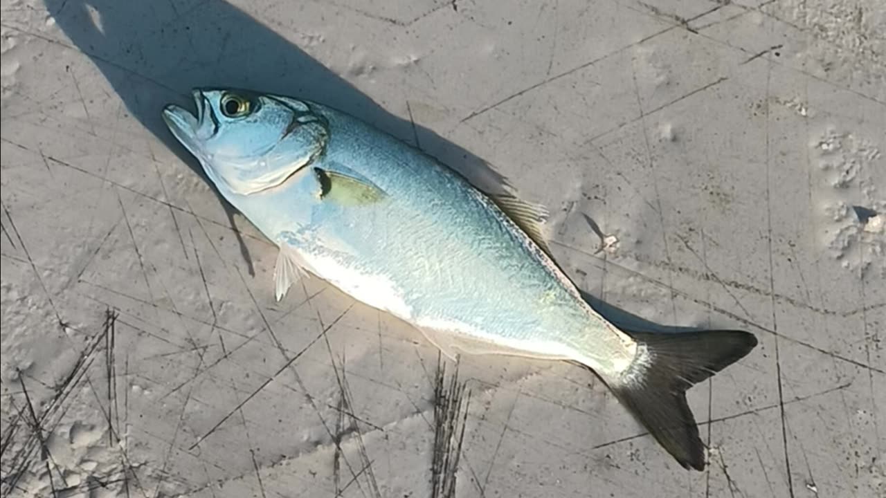 Snapper on sabitiki rig