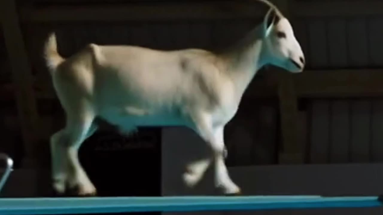 Goats on Animal Olympics