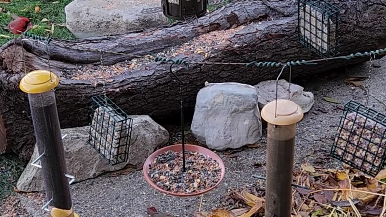 MARK II Camera test -Female and male Cardinals Casing the new scene.