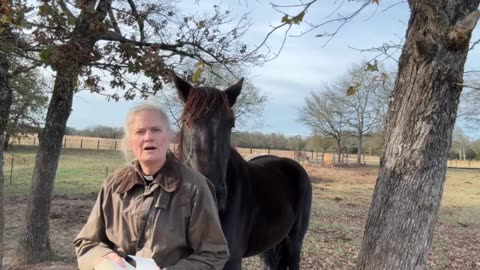 Morning Prayer, Daily office