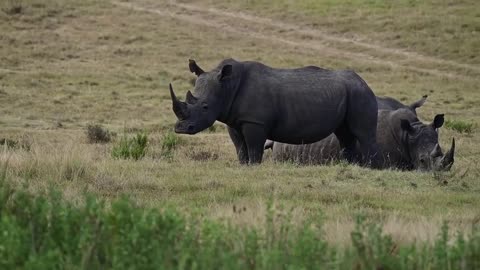 Rhinos in Field