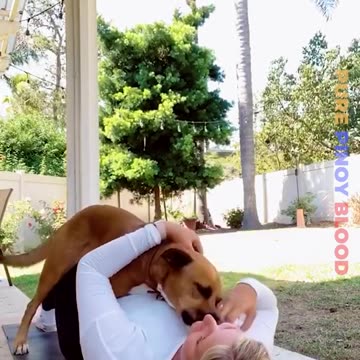 Funny video dog fun time scene video 2025 skc.com 133