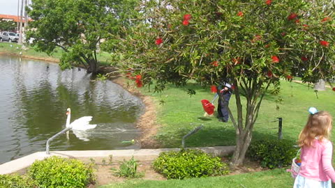 Taunted Swan Finally Snaps