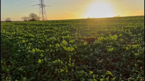 17/11/25 trail run with willow