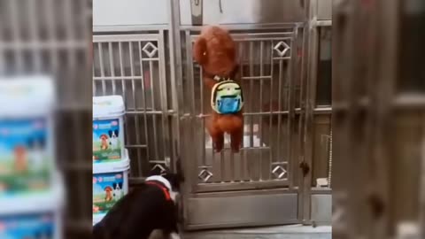 Funny Dog Video Creative commons