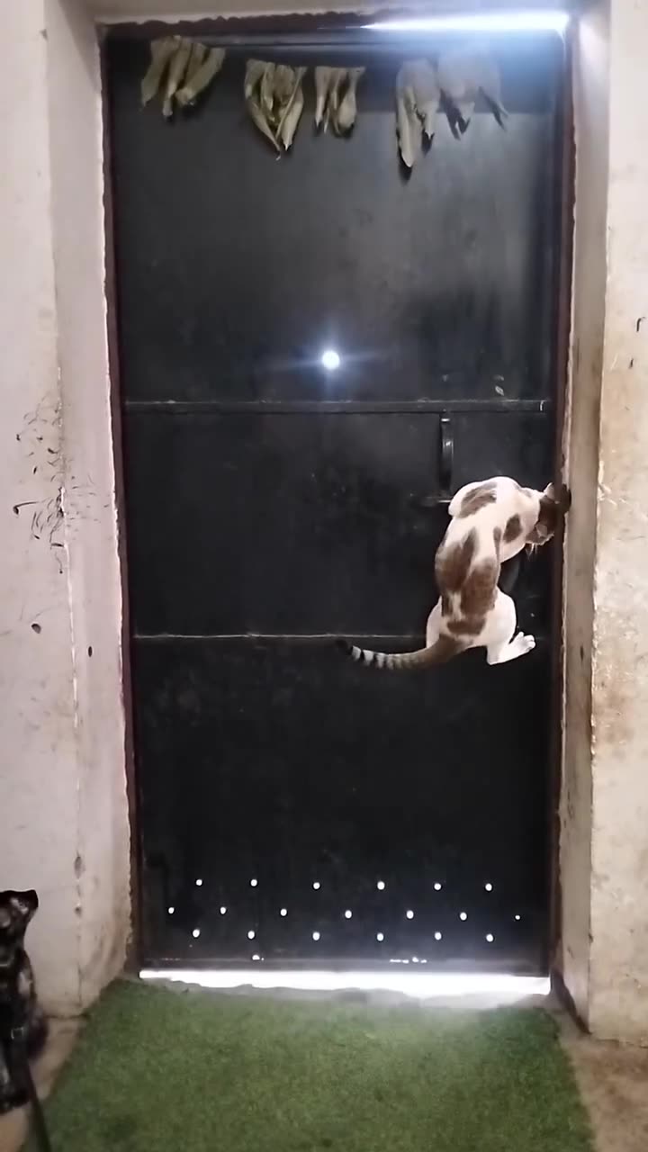 Training a cat to open a door lock