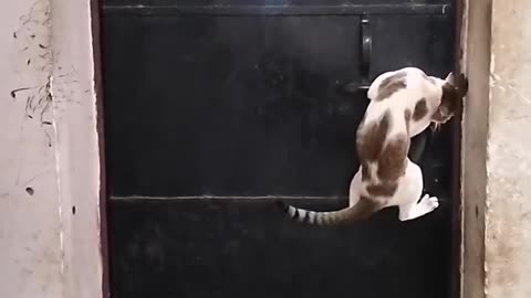 Training a cat to open a door lock