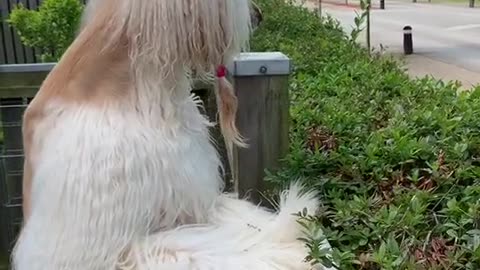 Puppadog Videos