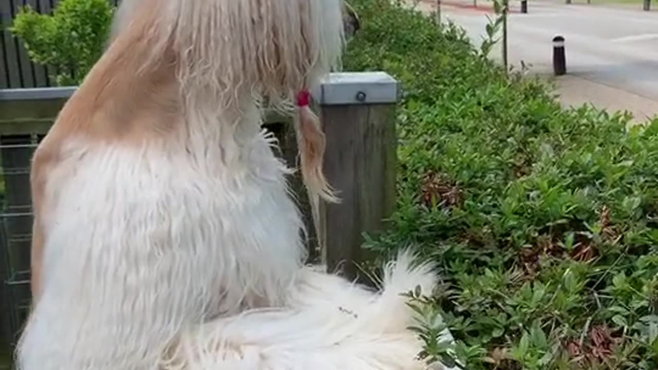 Puppadog Videos