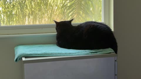 Cute Precious Piper is Stealthy in Her Spa- My Adopted Shelter Cat Vlog