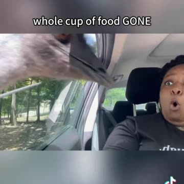 safari animals VS. people