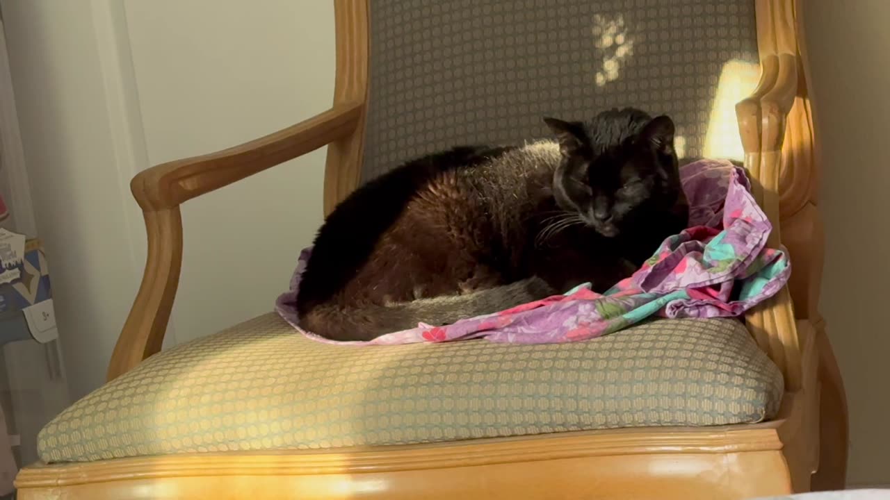 Cute Precious Piper Thinks Important Thoughts on Her Throne - My Adopted Shelter Cat Vlog