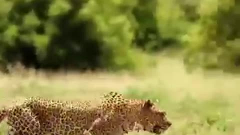animal