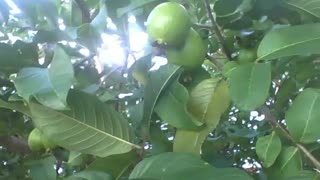 Big guava plant with fruits still green [Nature & Animals]