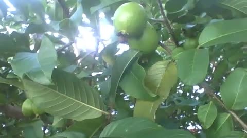 Big guava plant with fruits still green [Nature & Animals]