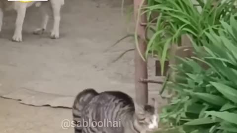 Kutta ke bhi sangya ke bhed yaad ho gyaa