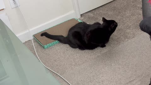 Cute Precious Piper is in Her Stealth Mode - Adopting a Cat from a Shelter Vlog