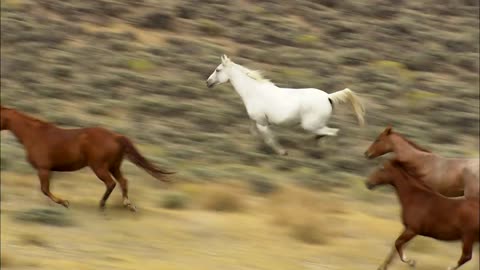 Wild Horses Aerial Stock Footage Montage.