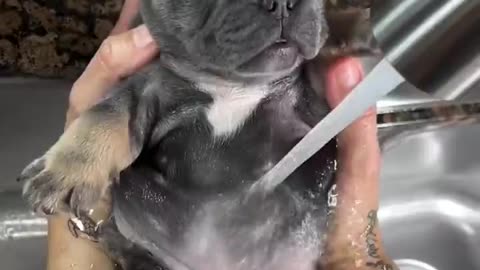 Pupper Bath