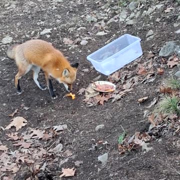Red Fox friend