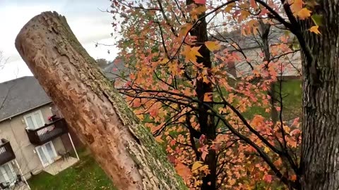 Climbing & Dismantling a Dead Tree