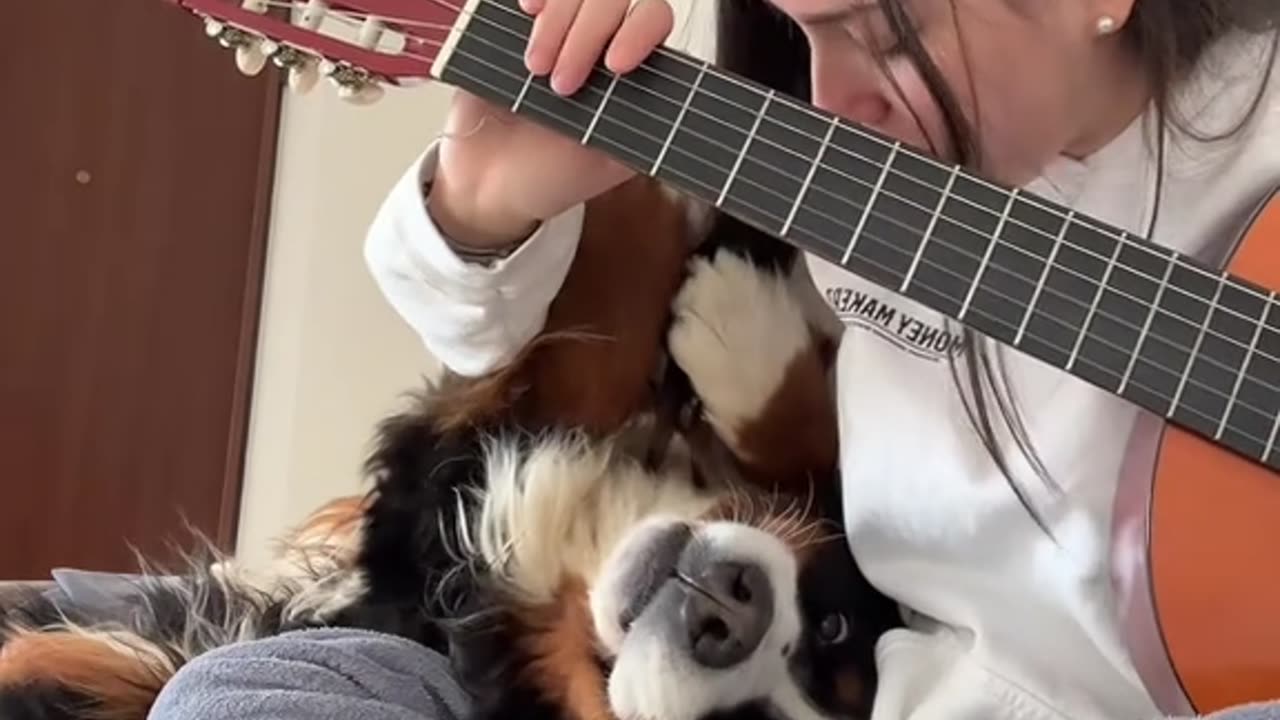 Dog Won't Move For Guitar