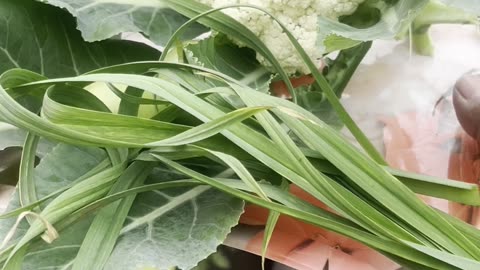 Cauliflower harvesting from terrace garden