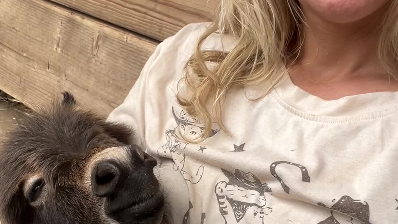 Donkey Babysitter of the Year