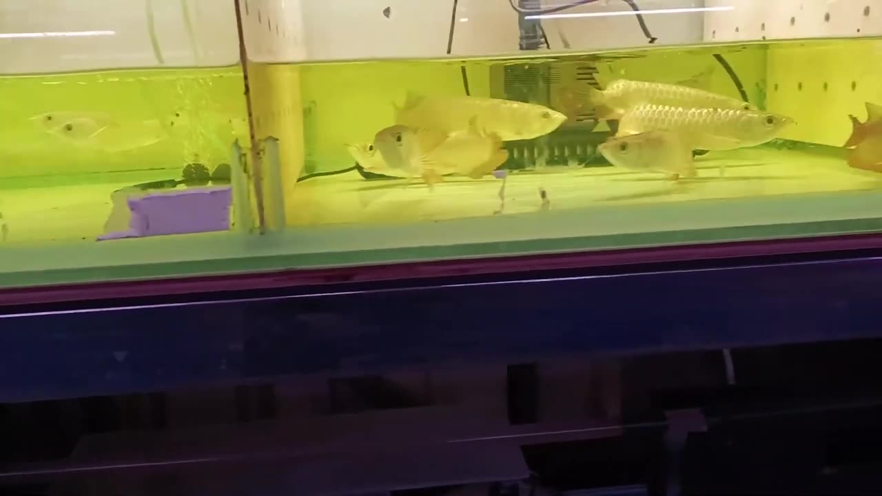 【龍爵士】4月2日 機場 下缸 花絮