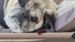 🤣🐾 You Won't Believe This Hilarious Animal Encounter! | FunFM