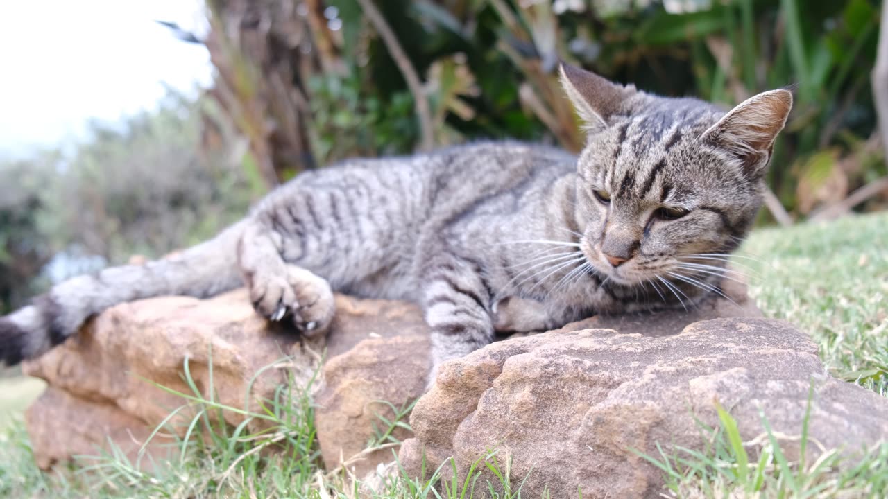 A Cat Resting On A Rock