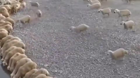 A flock of thirsty sheep!! 🐑🤣