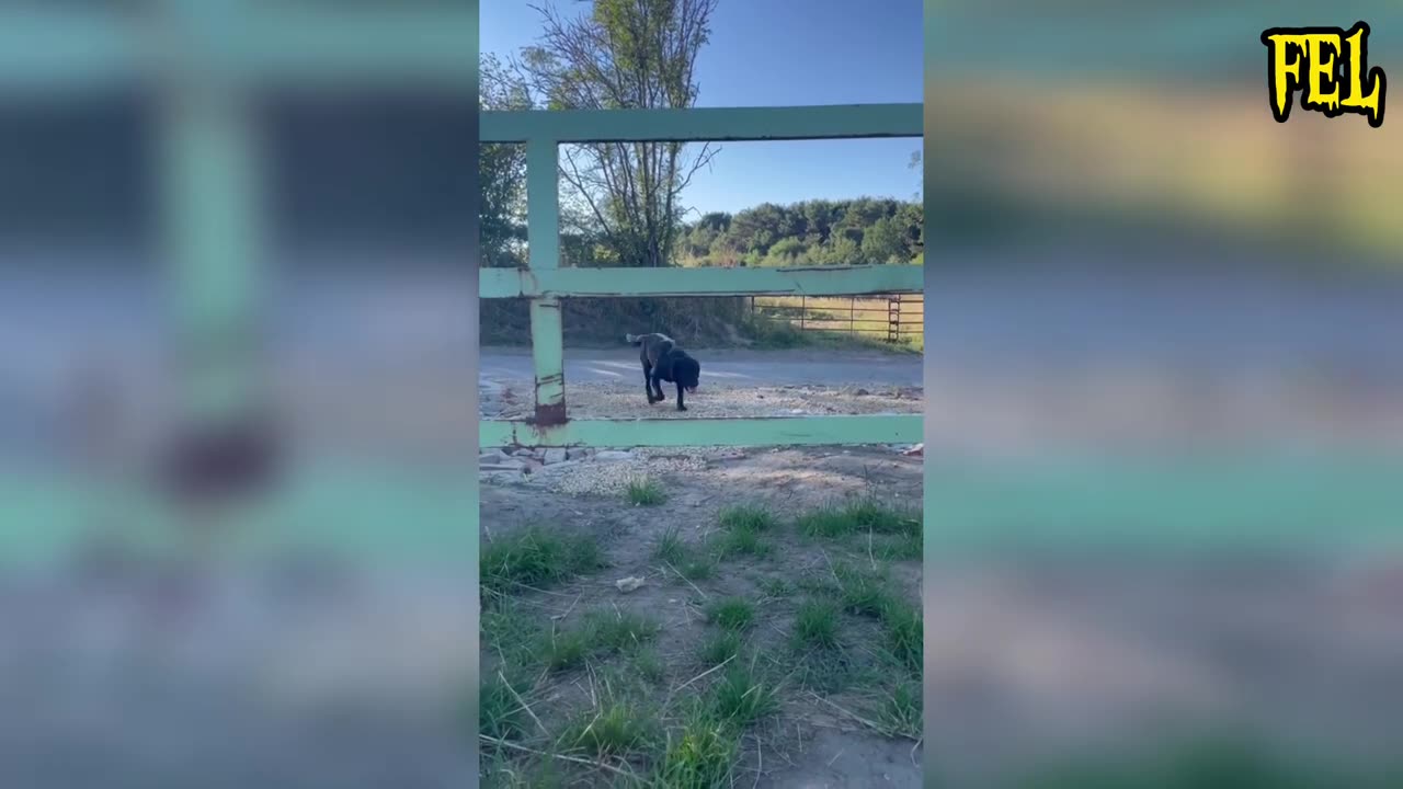Funny animals videos 😂 Try not to laugh