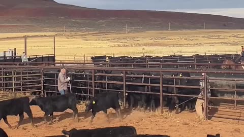 Sorting out the calves :) cartercountrymeats.com