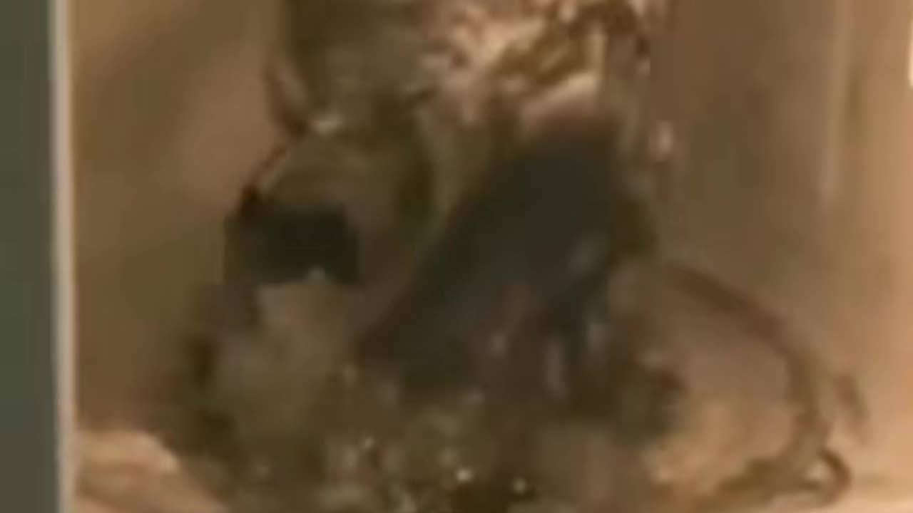 😱👽 Another Alien Sighting on TikTok! | TheHauntingHour