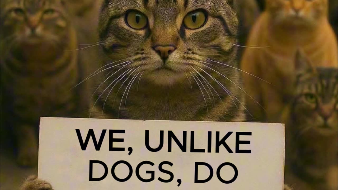 Strong Cats
