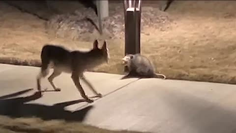 Opossum takes on coyote