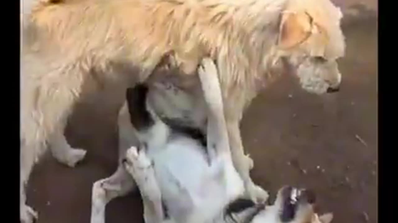 かっこいい～！犬のゴッドファーザー