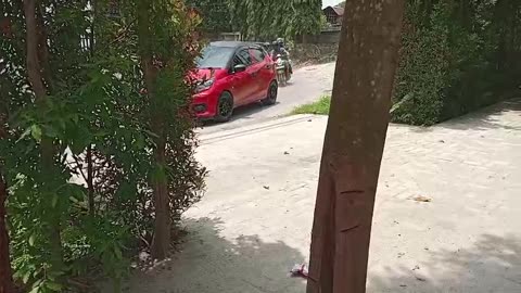 The Magic Tree in Our Yard 🌳✨