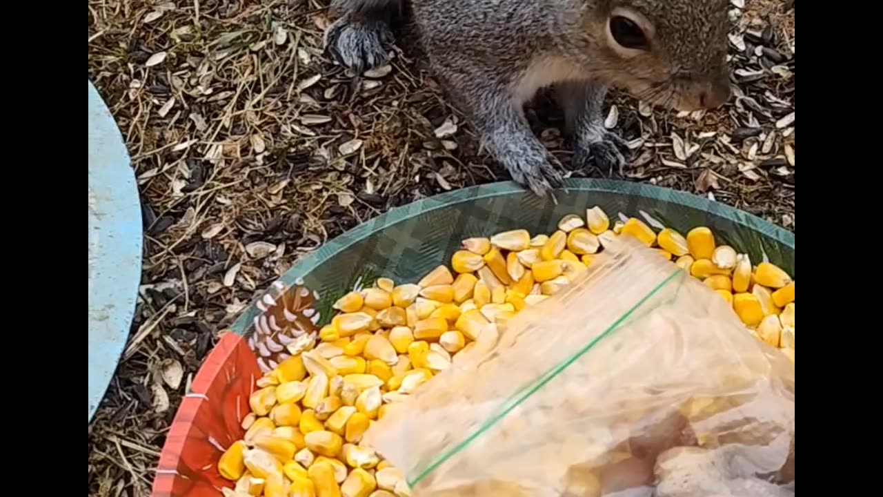 Cute squirrel